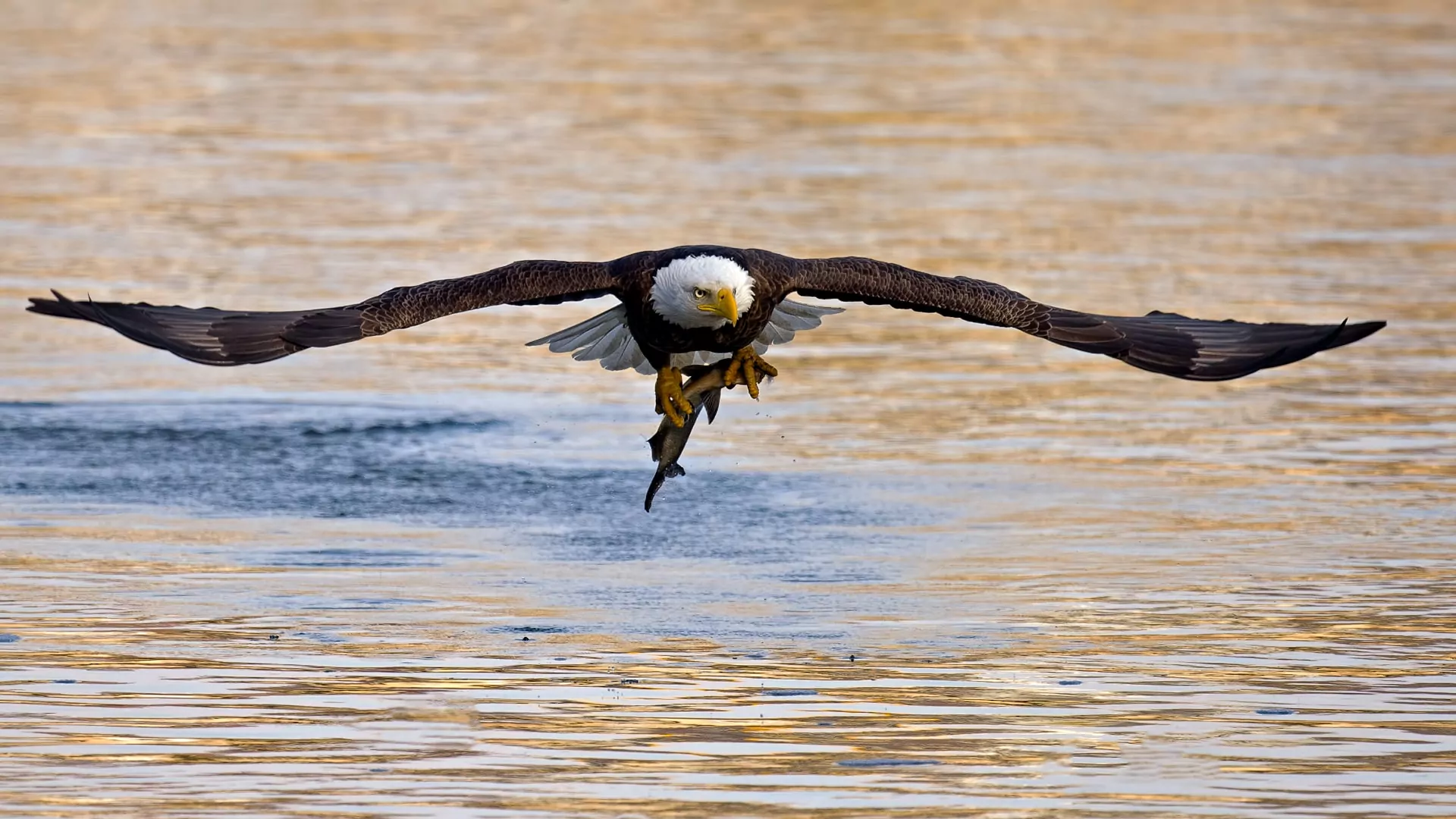 bald eagle with a fish