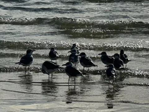 Birds
