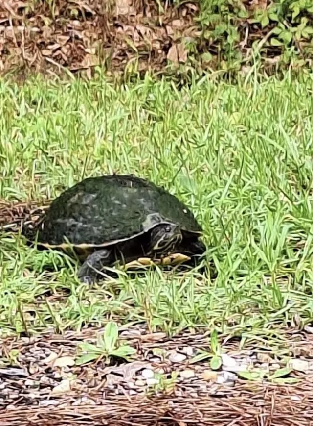 Turtle