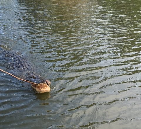 Allythealligator