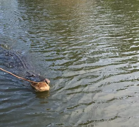 Allythealligator
