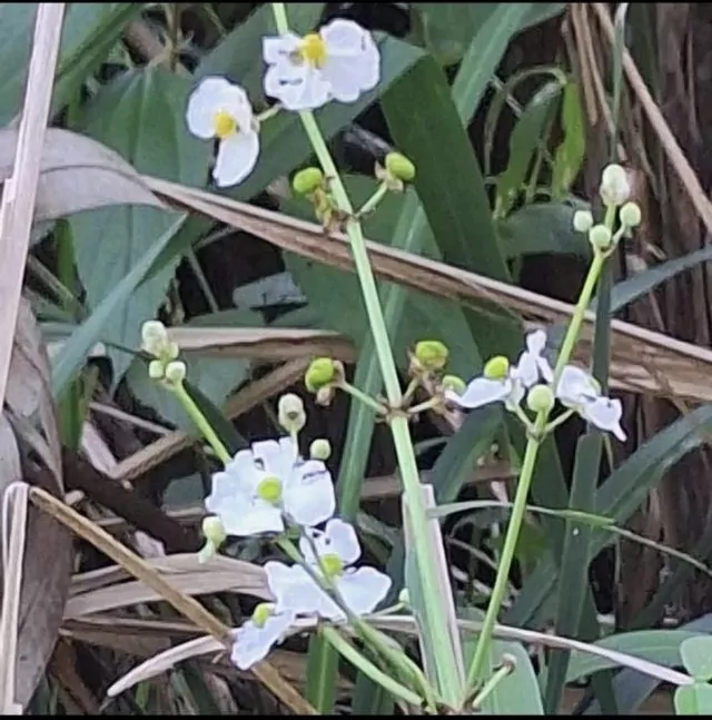 Whiteflowers