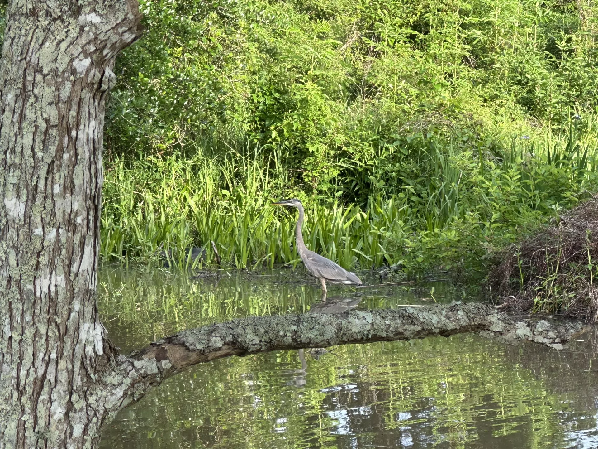 Blueheron