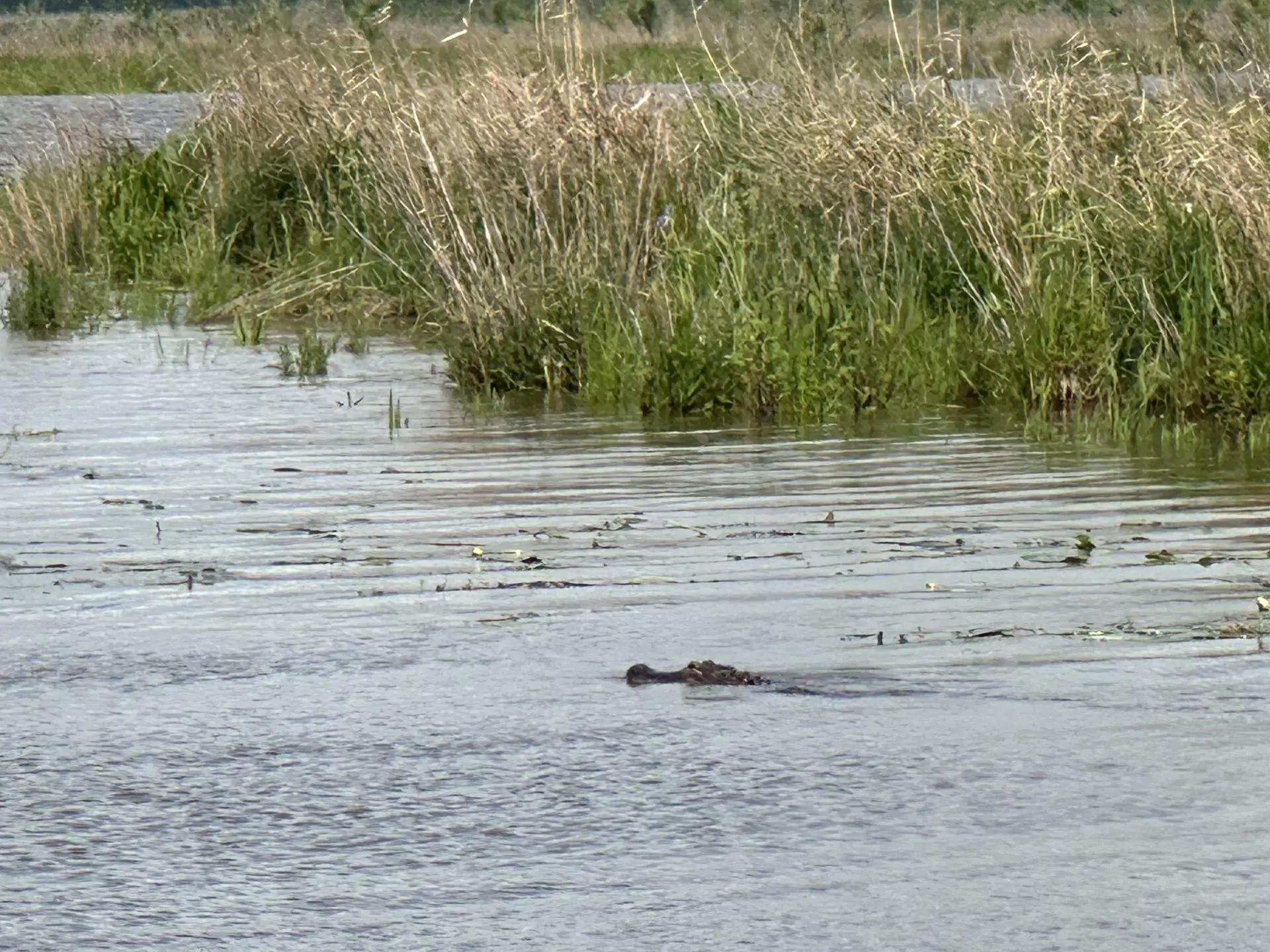 Gator2025