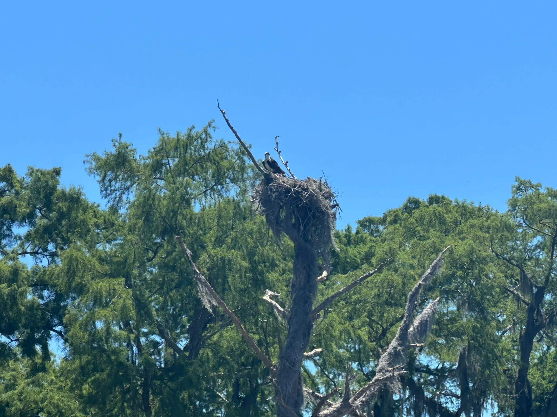 Osprey