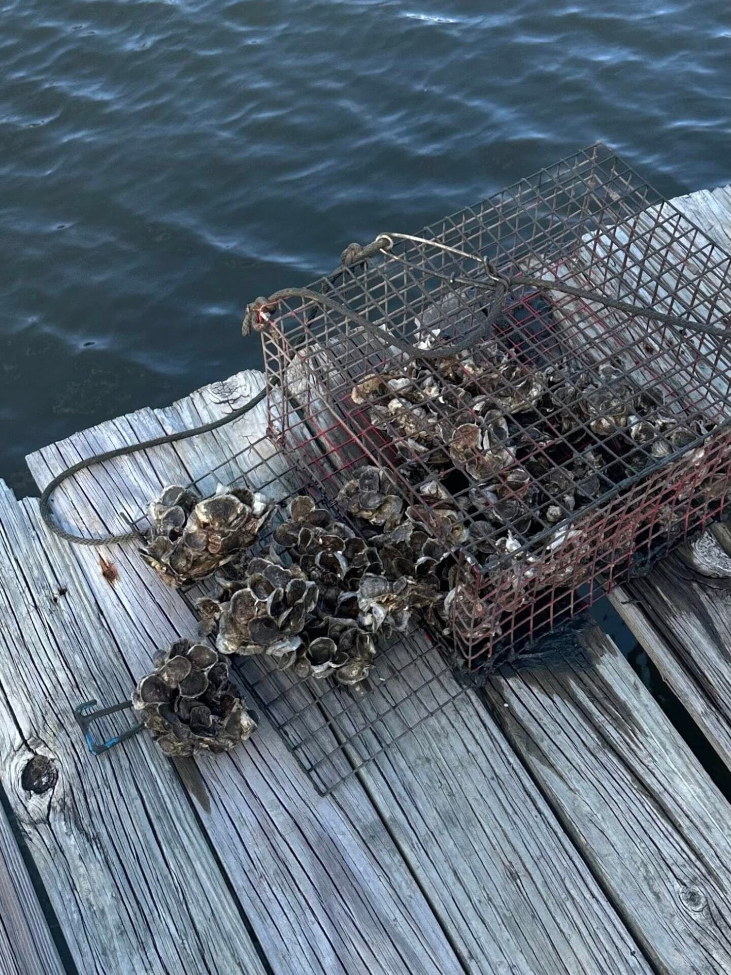 oyster restoration and sustainability